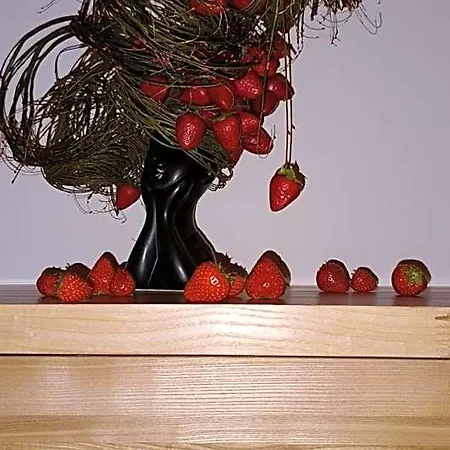 Wislanski Renifer 비스와